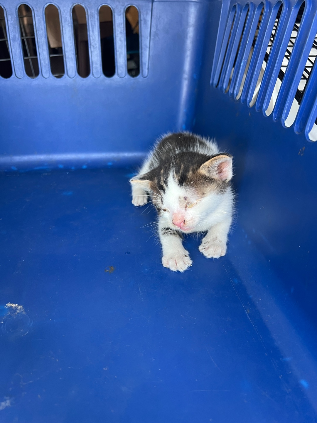 [고양이] 한국 고양이 부산-북구-2025-00134 유기동물 배경 이미지 입니다.